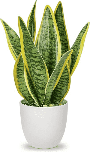 Snake plant(Sansevieria trifasciata)