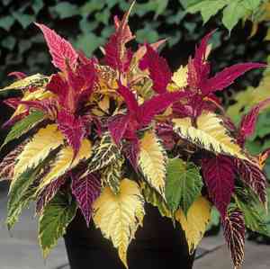 Amaranthus tricolor(Amaranthus tricolor)