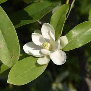 Sweetbay magnolia(Magnolia virginiana)