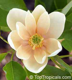 Sweetbay magnolia(Magnolia virginiana)