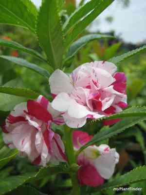 Garden balsam(Impatiens balsamina)