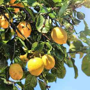 Citron(Citrus medica)