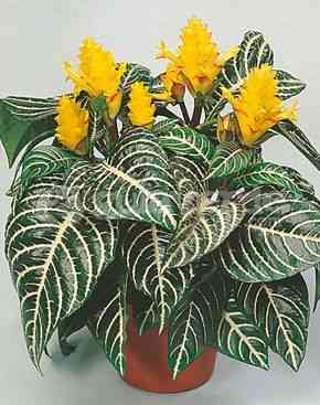 Zebra plant(Aphelandra squarrosa)
