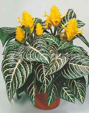 Zebra plant(Aphelandra squarrosa)