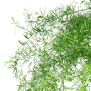 Foxtail fern(Asparagus densiflorus)