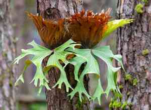 Elkhorn fern(Platycerium bifurcatum)