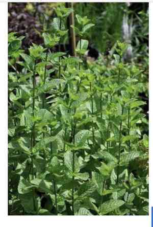 Spearmint(Mentha spicata)