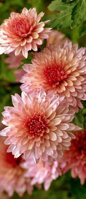 Garden mum(Chrysanthemum × morifolium)