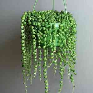String of pearls(Curio rowleyanus)