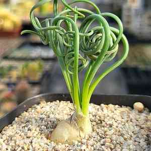 Frizzle sizzle(Albuca spiralis)