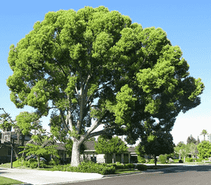 Camphor tree(Cinnamomum camphora)