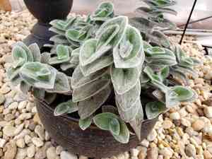 White velvet(Tradescantia sillamontana)