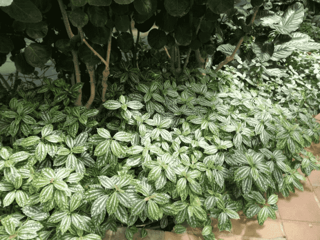 Aluminum plant(Pilea cadierei)