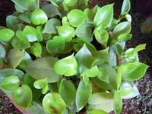 Vining Peperomia(Peperomia serpens)