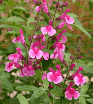 Autumn sage(Salvia greggii)
