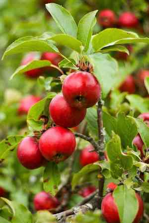 Apple(Malus pumila)