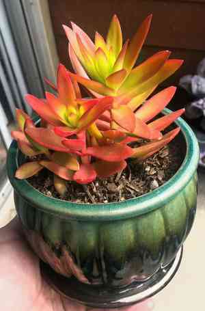 Red pagoda(Crassula capitella)