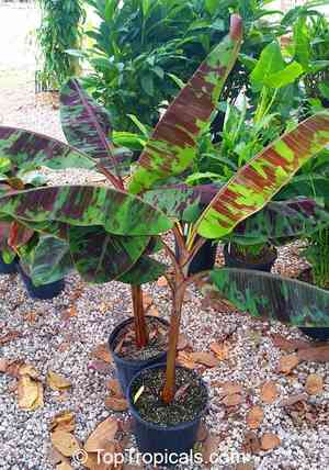 Edible banana(Musa acuminata)