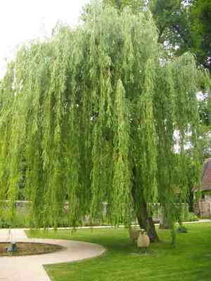 Weeping willow(Salix babylonica)