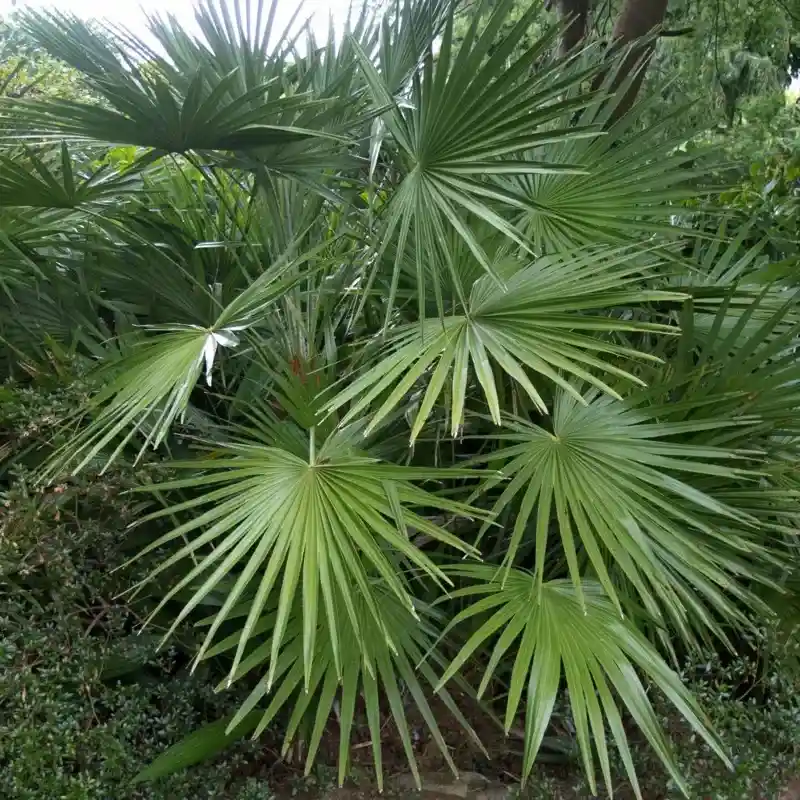 European fan palm(Chamaerops humilis)