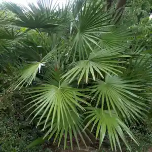 European fan palm(Chamaerops humilis)
