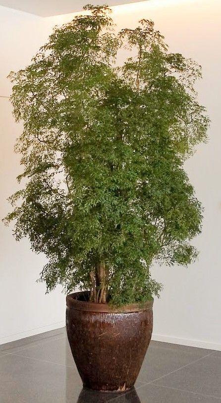 Ming aralia