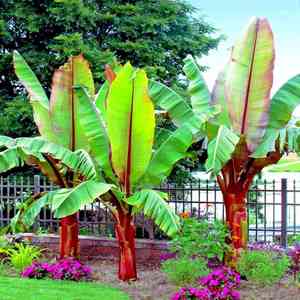 Abyssinian banana(Ensete ventricosum)