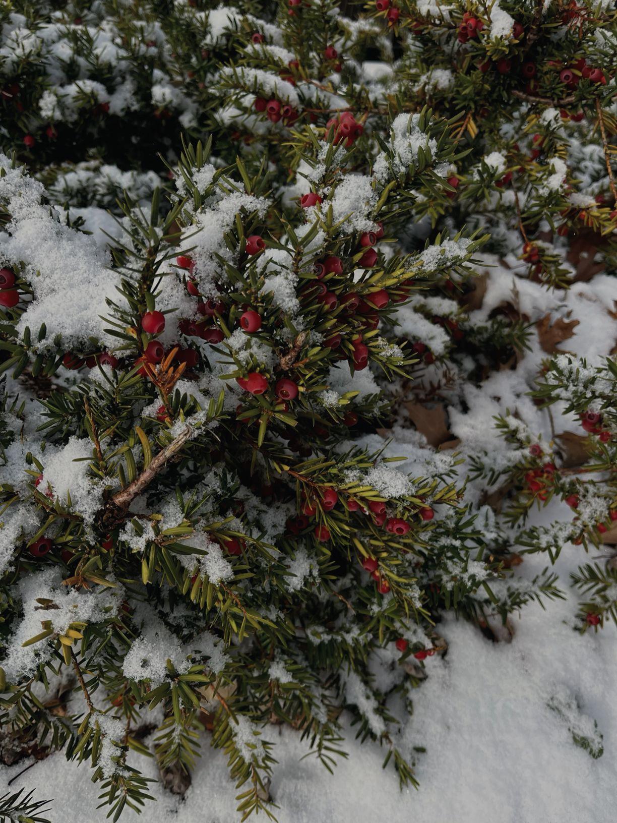 Canada yew