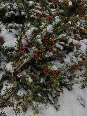 Canada yew(Taxus canadensis)