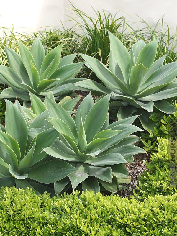 Foxtail agave