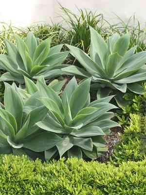 Foxtail agave(Agave attenuata)
