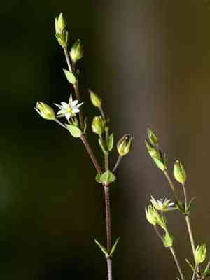 Thyme-leaf sandwort(Arenaria serpyllifolia)