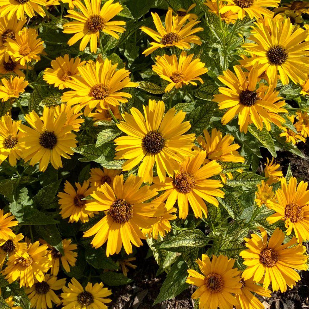False sunflower