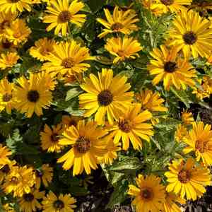 False sunflower(Heliopsis helianthoides)