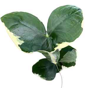 Arrowleaf elephant's ear(Xanthosoma sagittifolium)