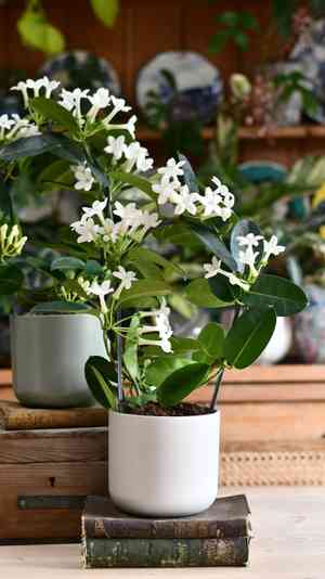 Madagascar jasmine(Stephanotis floribunda)