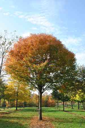 Japanese zelkova(Zelkova serrata)