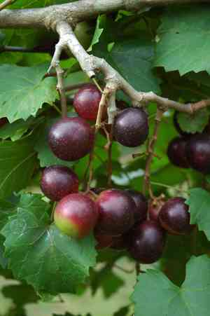 Muscadine(Vitis rotundifolia)