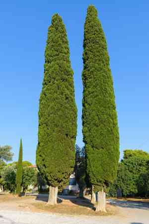 Mediterranean cypress(Cupressus sempervirens)