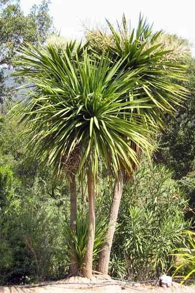 Cabbage tree(Cordyline australis)