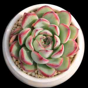 Pulido's echeveria(Echeveria pulidonis)