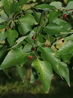 Common hackberry(Celtis occidentalis)
