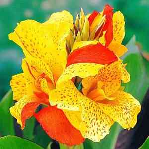 Canna × hybrida(Canna × hybrida)