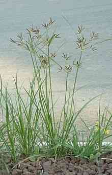 Nut grass(Cyperus rotundus)