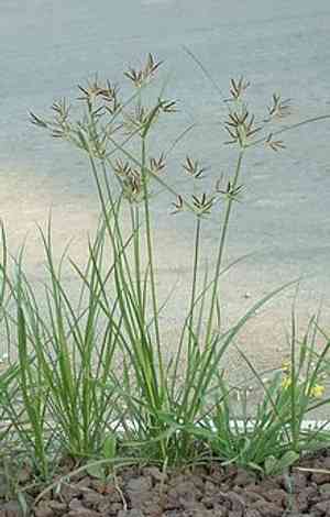 Nut grass(Cyperus rotundus)