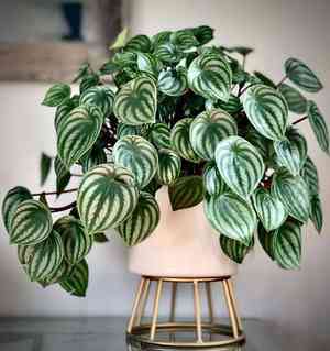 Watermelon peperomia(Peperomia argyreia)