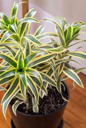 Song of india(Dracaena reflexa)