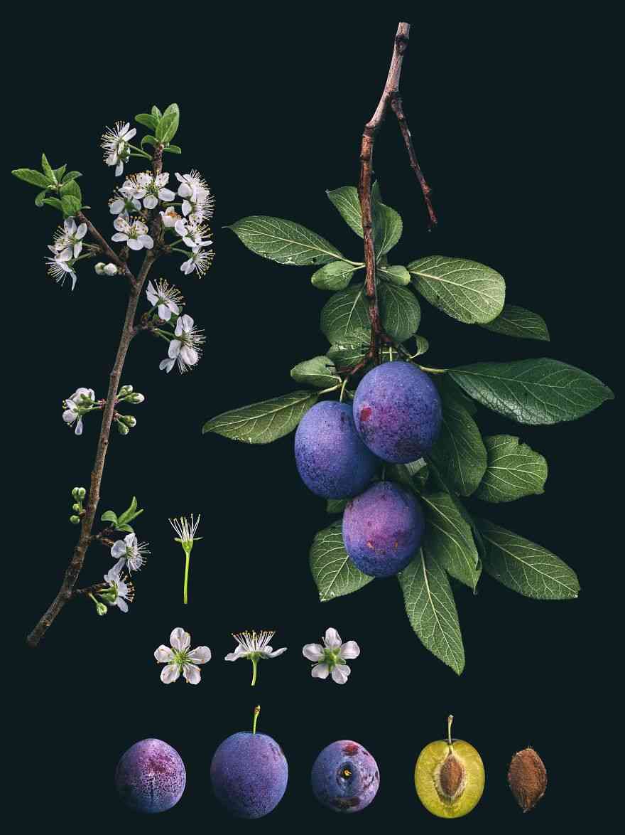 European plum(Prunus domestica)