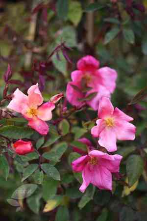 Tea rose(Rosa odorata)