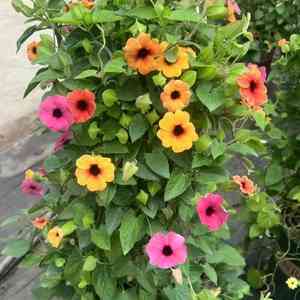 Black-eyed susan vine(Thunbergia alata)